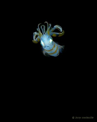 BOO! this guy was really small.  i guess he was trying to... by Larry Medenilla 